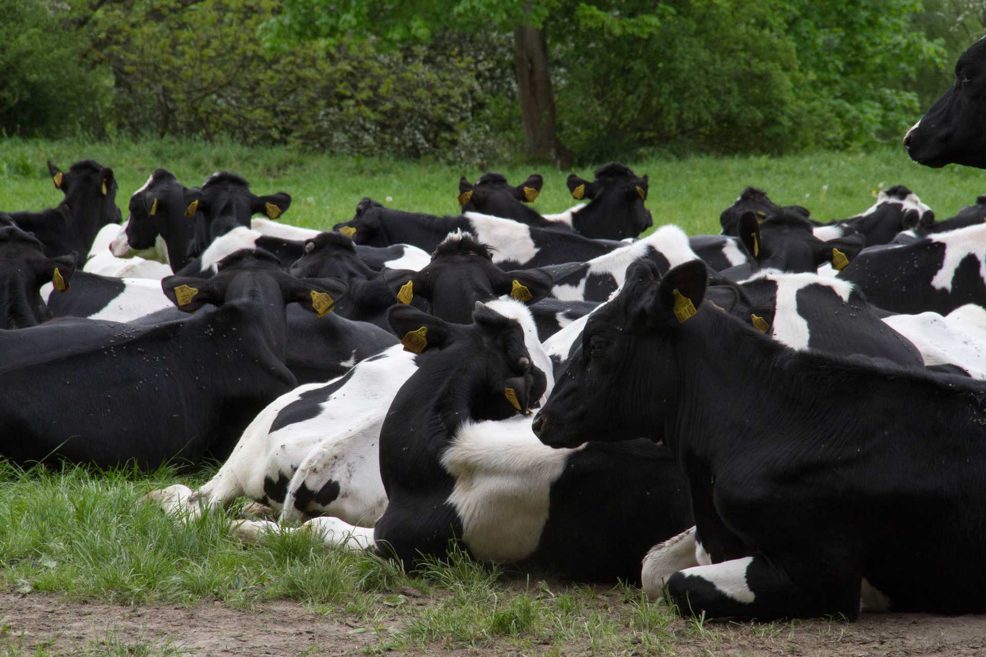 24.05.2017 11-06-50 MVA Martinroda